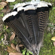 Turkey Tail Feathers - White Tips Hat Accessory