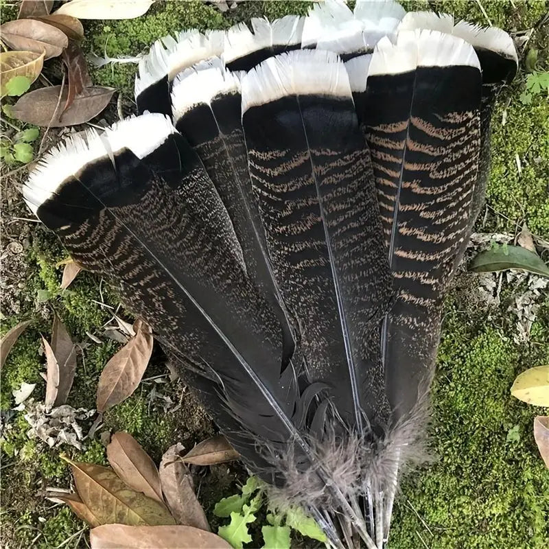 Turkey Tail Feathers - White Tips Hat Accessory