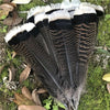 Turkey Tail Feathers - White Tips Hat Accessory