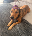 Doggie/Furry Friends Vegan Suede Hats : 5 colors