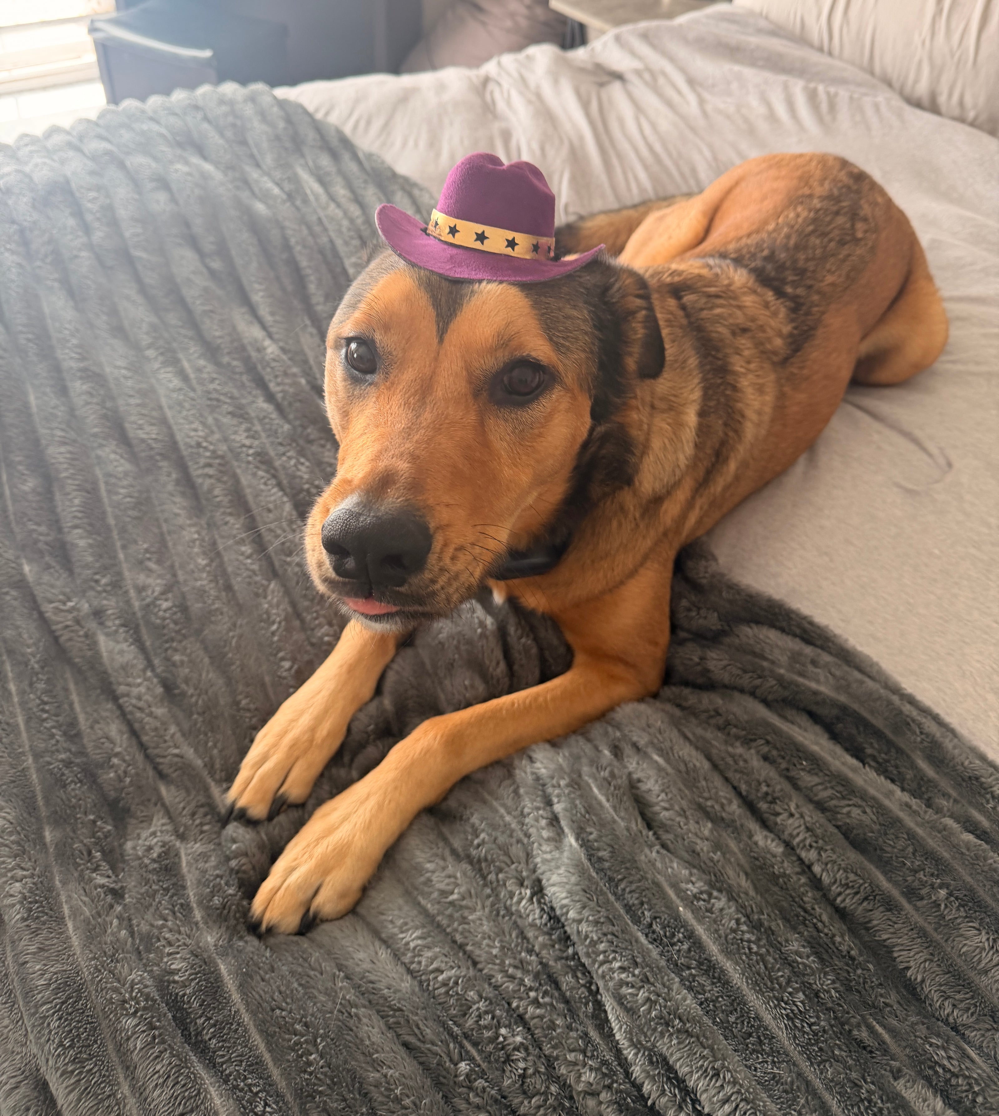Doggie/Furry Friends Vegan Suede Hats : 5 colors