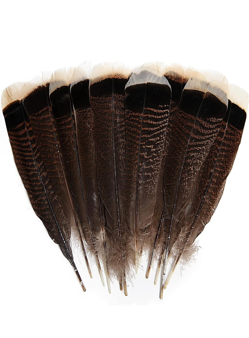 Turkey Tail Feather for hats - Two Feathers included