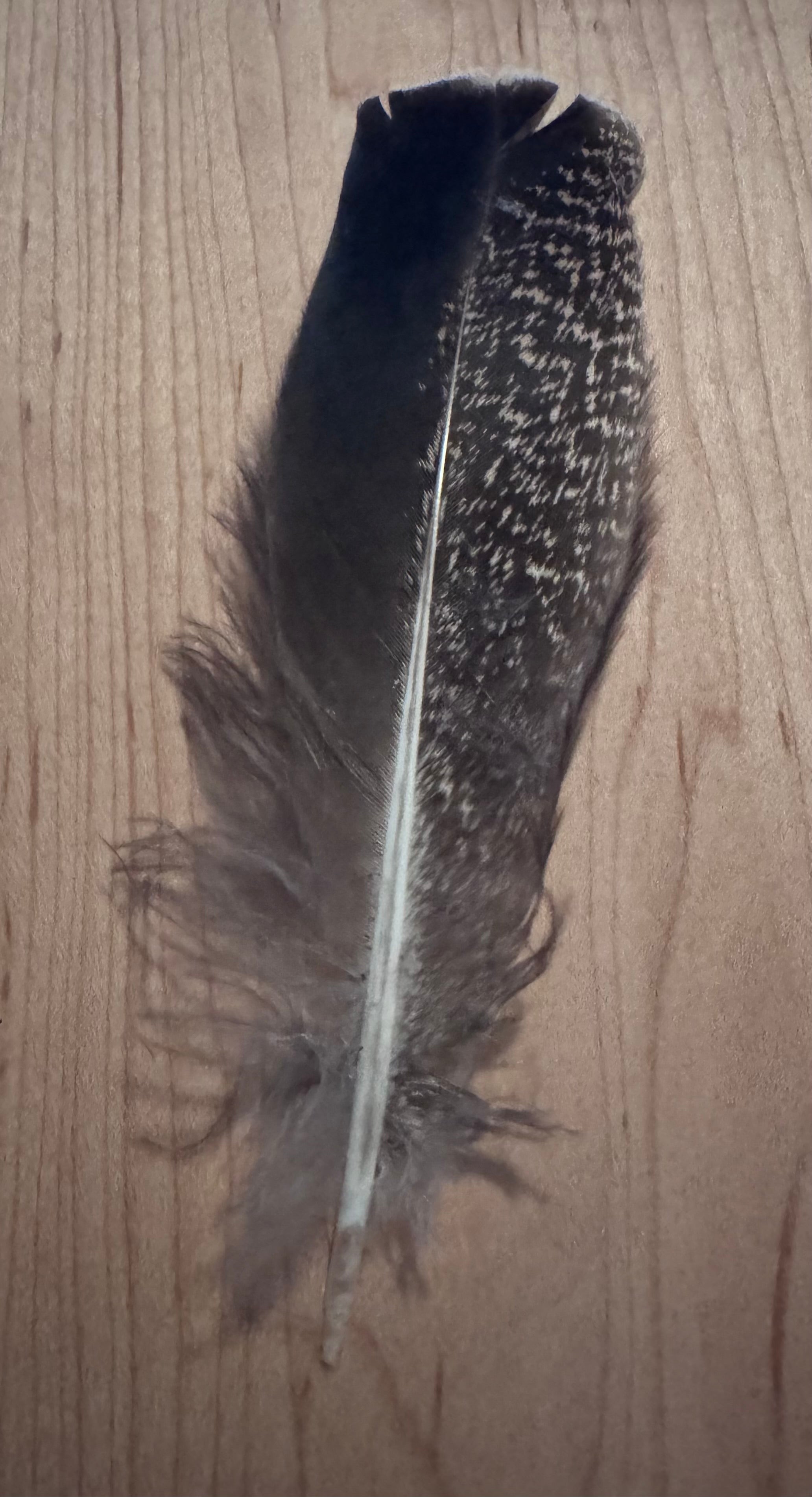 Natural & Printed Feathers - Hat Accessory