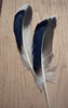 Black, Brown, Natural, White, and Blue feathers