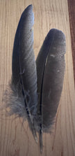 Natural & Printed Feathers - Hat Accessory