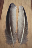 Natural & Printed Feathers - Hat Accessory