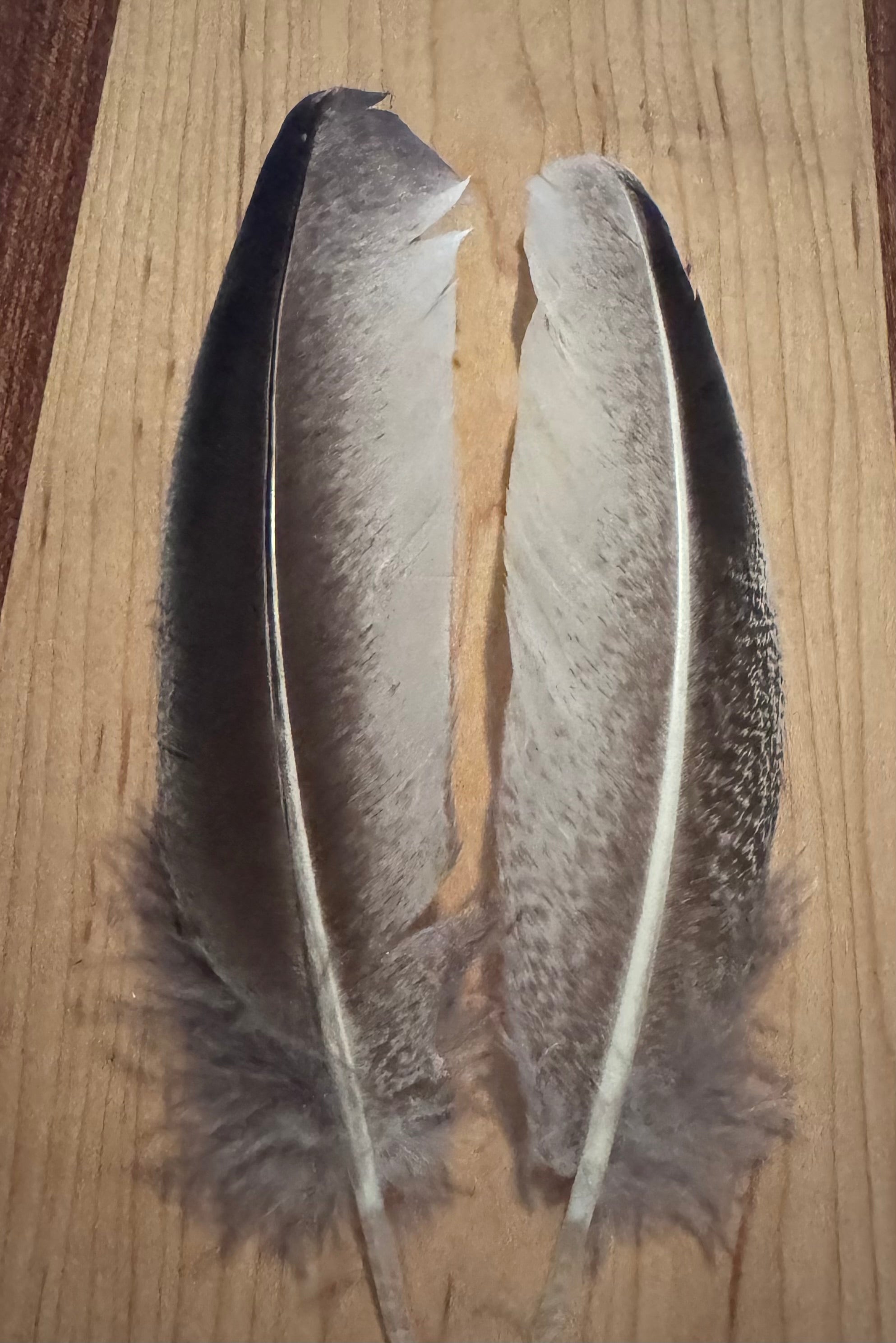 Natural & Printed Feathers - Hat Accessory