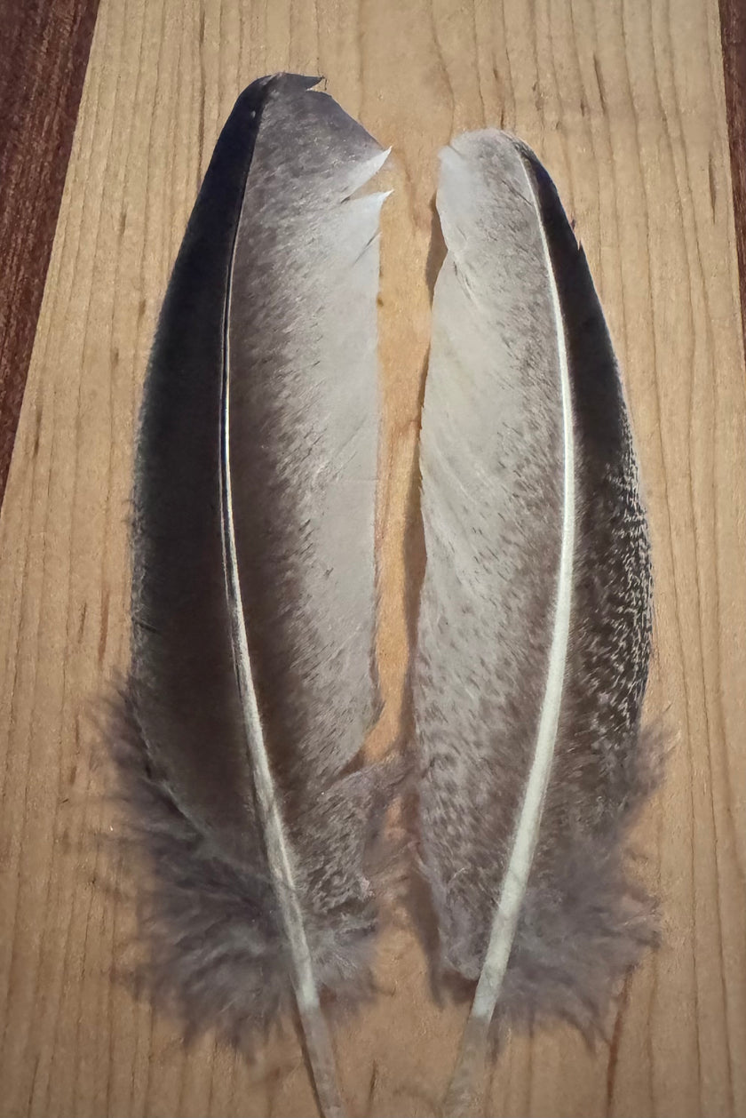 Natural & Printed Feathers - Hat Accessory