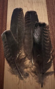 Natural & Printed Feathers - Hat Accessory