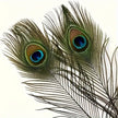 Peacock Feathers - Blue, Green, Gold