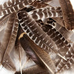 Turkey Wing Feathers - Brown and Natural Feathers
